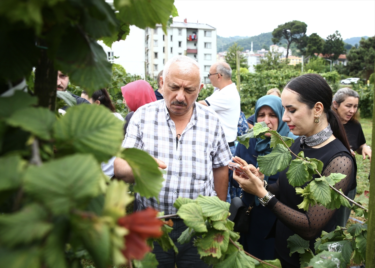 Fındıkta yoğun dikim sistemleri için tarla günü