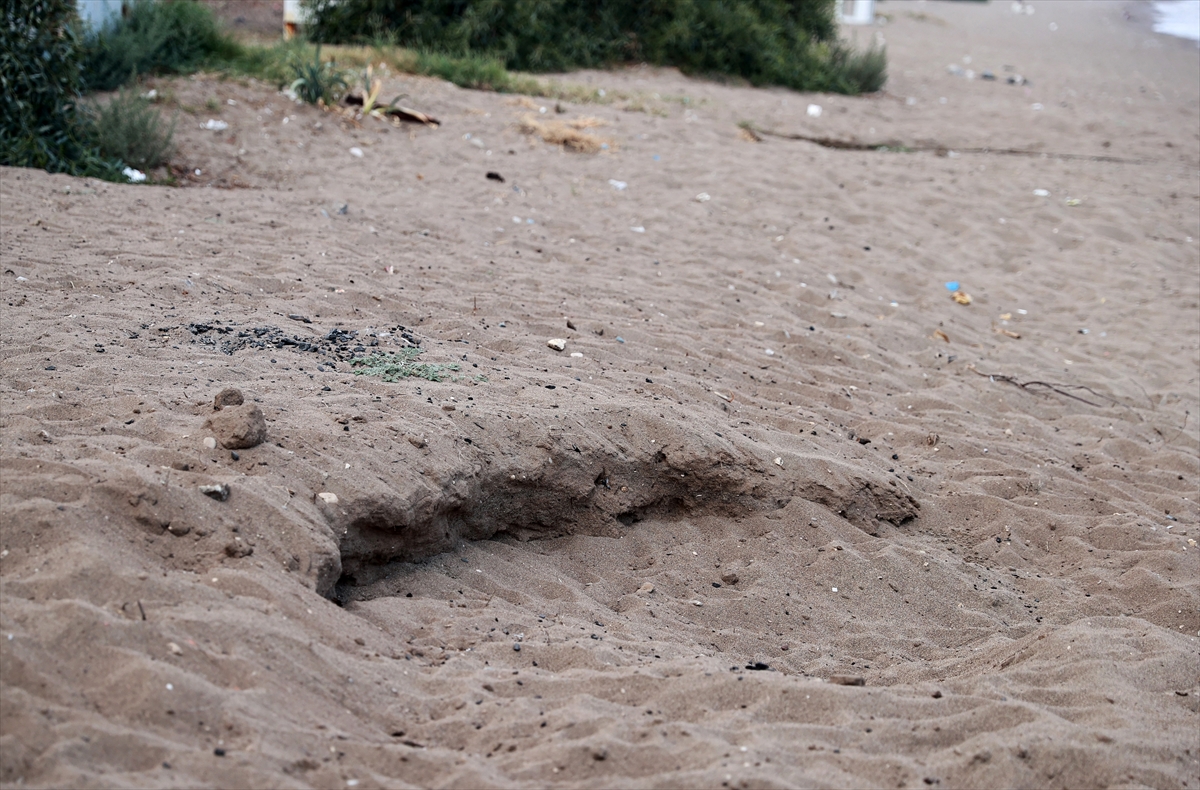 Anaç deniz kaplumbağaları Mersin sahillerine yumurta bırakmaya başladı