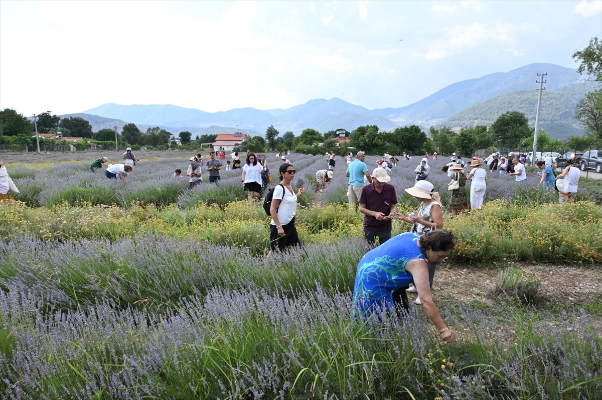 Fethiye'de lavanta hasadı yapıldı
