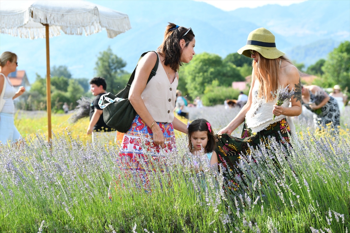 Fethiye'de lavanta hasadı yapıldı