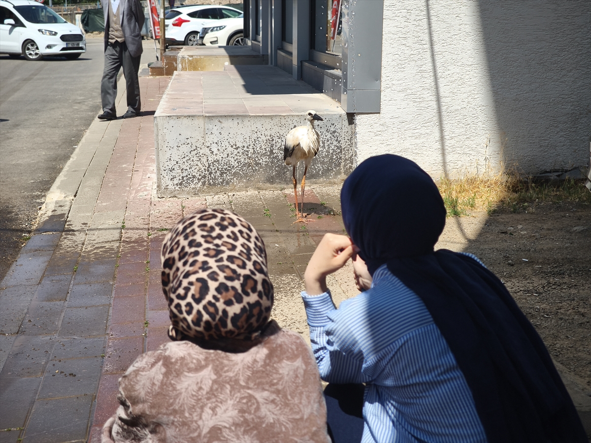 Bingöl'de yuvasından uçmaya çalışırken düşen leylek yavrusu itfaiye ekiplerince yerine konuldu