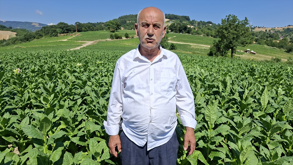 Bafra'da Tütün Kırımı Başladı