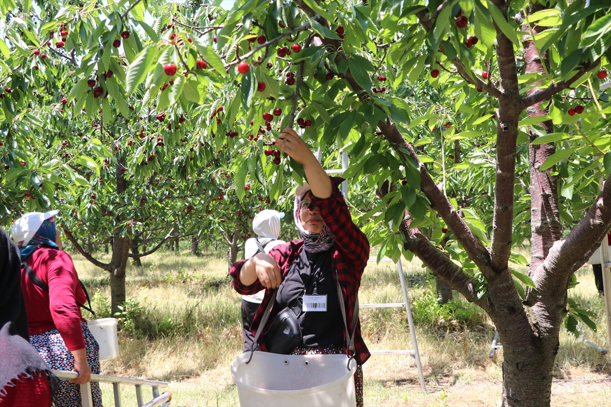 TARSİM sayesinde 5 bin dönümlük bahçede hasat başladı