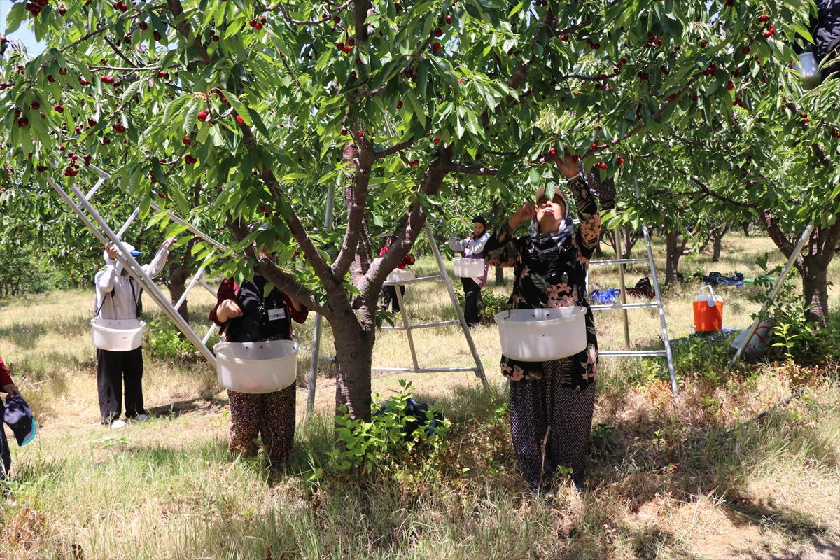 TARSİM sayesinde 5 bin dönümlük bahçede hasat başladı