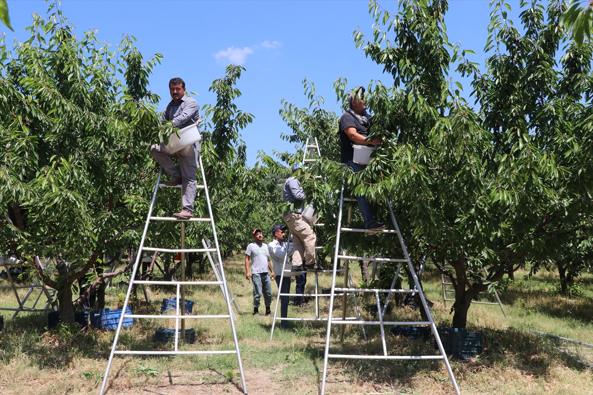 TARSİM sayesinde 5 bin dönümlük bahçede hasat başladı