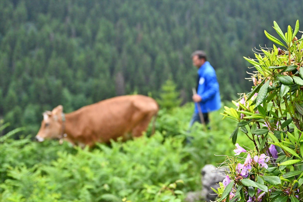 Trabzon'da orman gülleri Taşlıoba Yaylası'nı renklendirdi