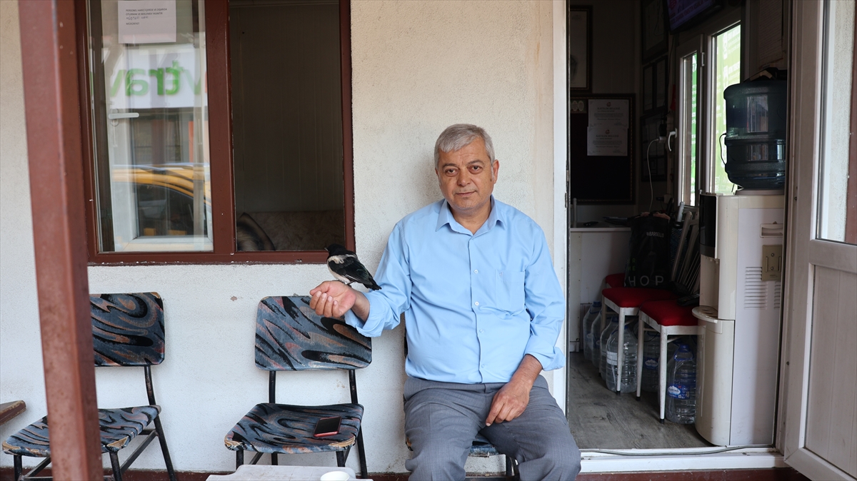 Taksiciler saksağan yavrusunu sahiplendi