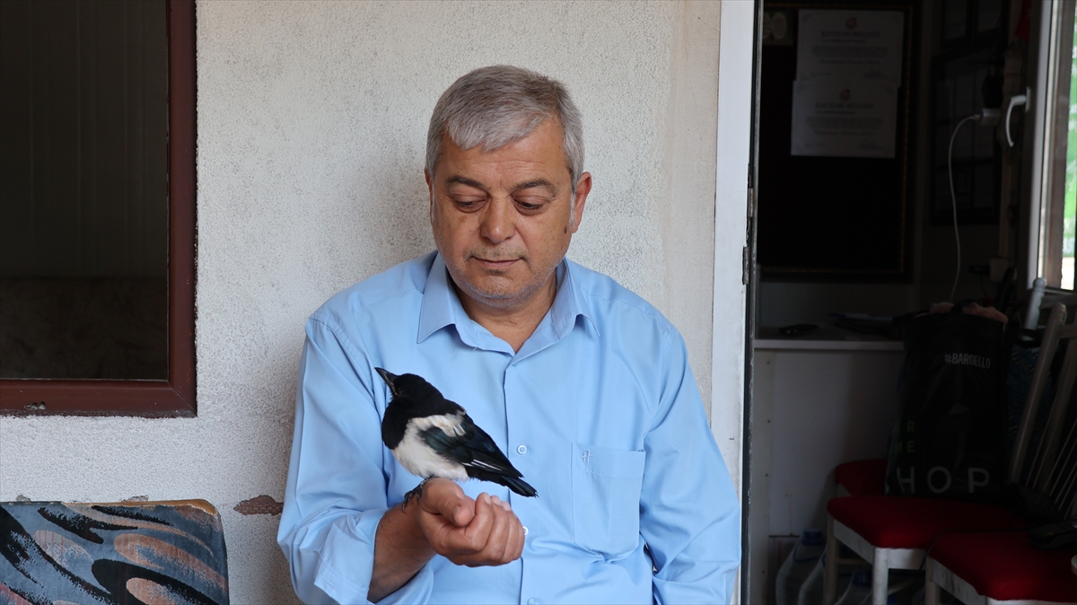 Taksiciler saksağan yavrusunu sahiplendi