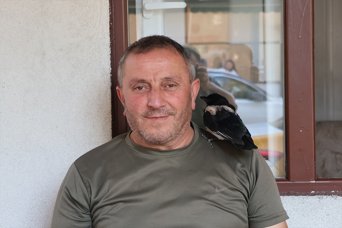 Taksiciler saksağan yavrusunu sahiplendi