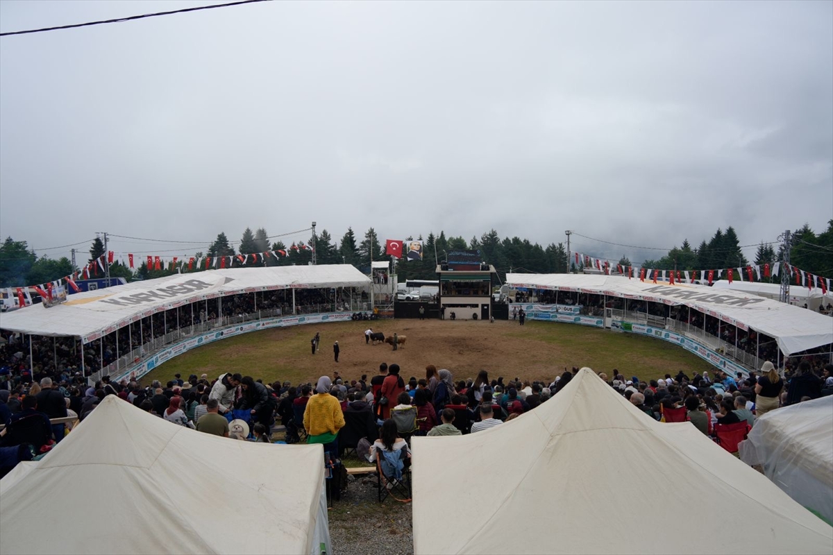 Artvin Festivali'nde boğa güreşleri nefes kesti