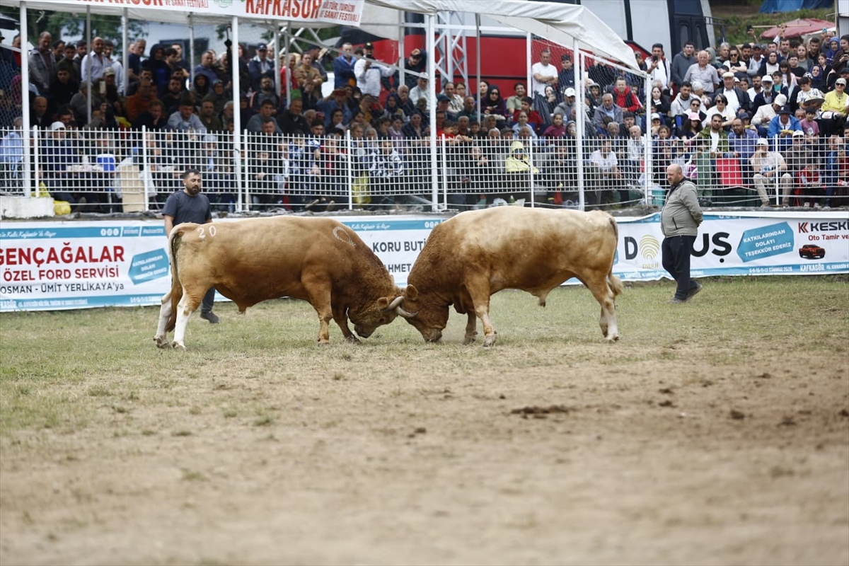 Artvin Festivali'nde boğa güreşleri nefes kesti