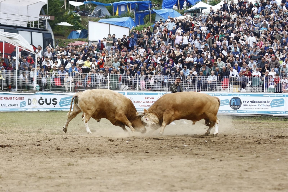 Artvin Festivali'nde boğa güreşleri nefes kesti