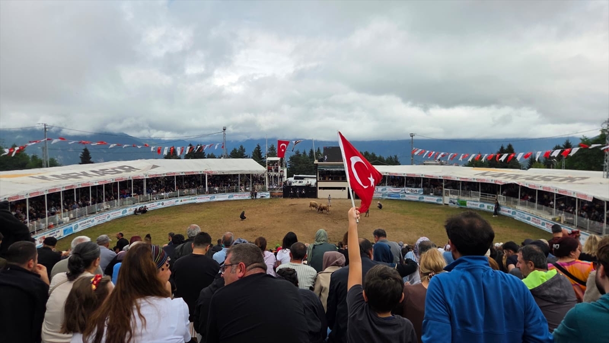 Artvin Festivali'nde boğa güreşleri nefes kesti