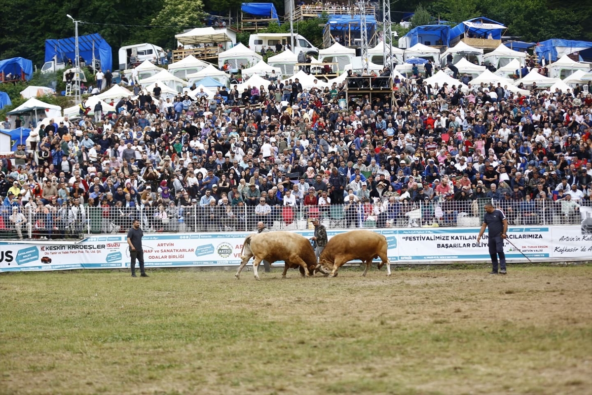 Artvin Festivali'nde boğa güreşleri nefes kesti