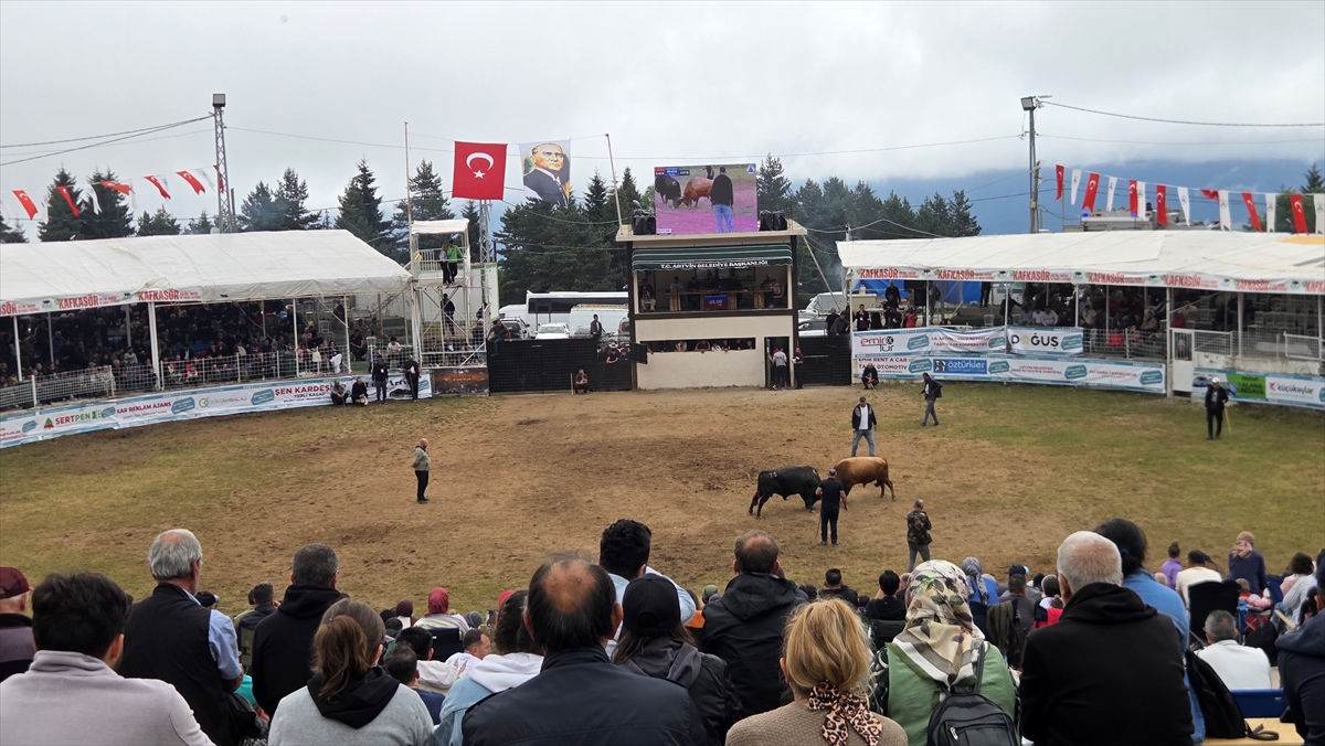 Artvin Festivali'nde boğa güreşleri nefes kesti
