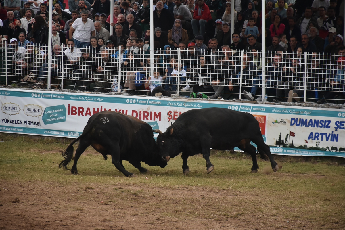 Artvin Festivali Boğa Güreşleriyle Sona Erdi
