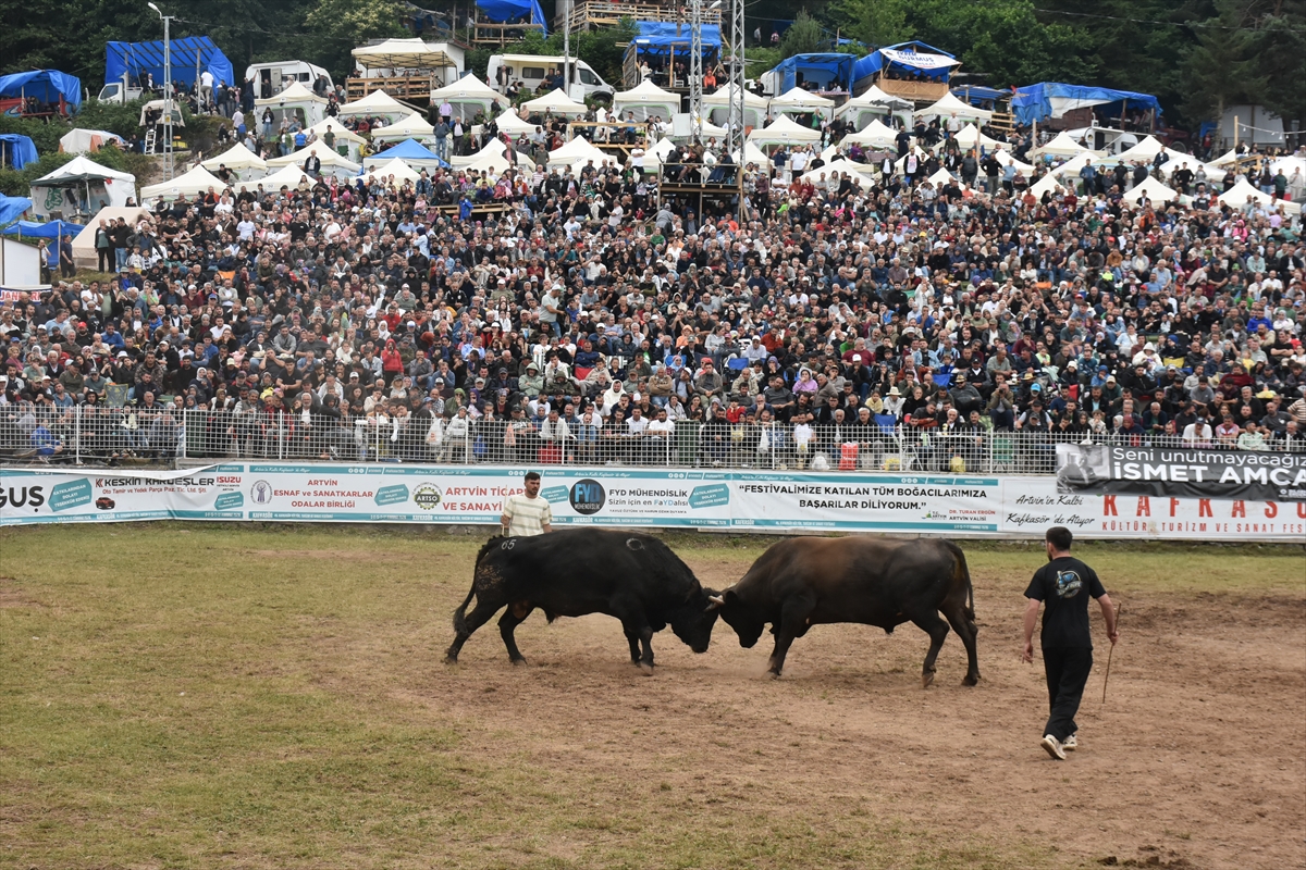 Artvin Festivali Boğa Güreşleriyle Sona Erdi