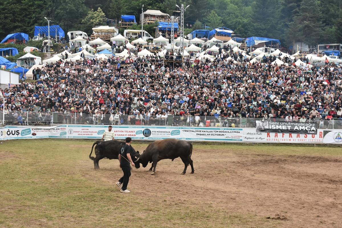 Artvin Festivali Boğa Güreşleriyle Sona Erdi