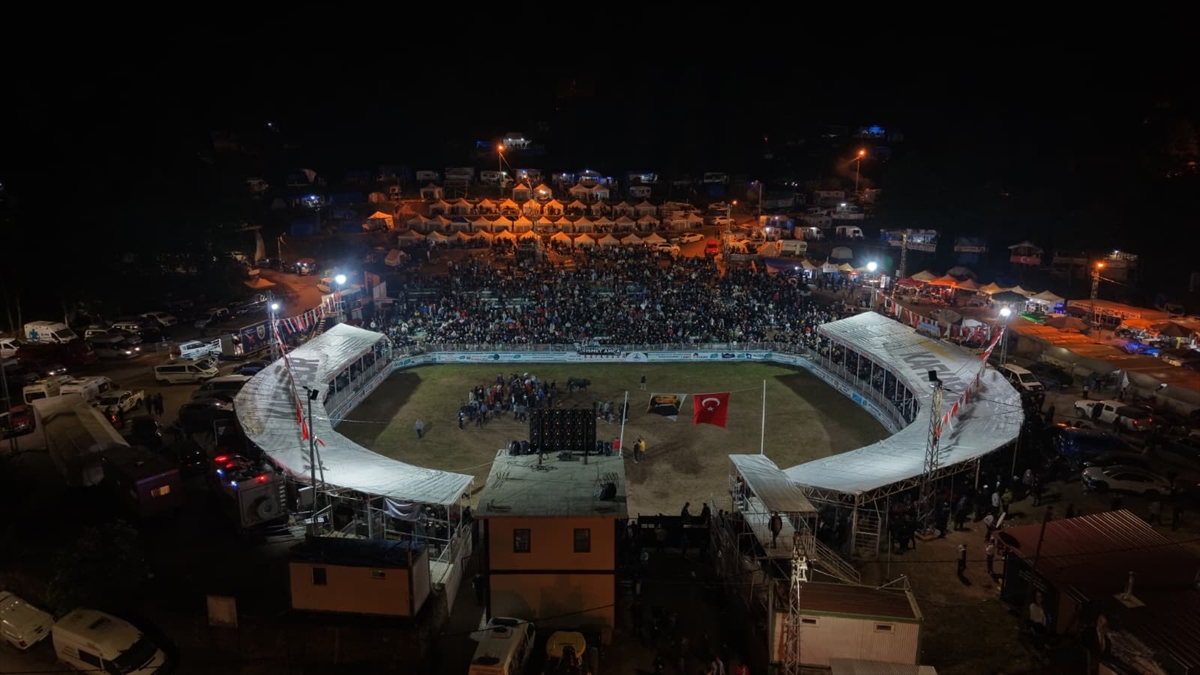 Artvin Festivali Boğa Güreşleriyle Sona Erdi