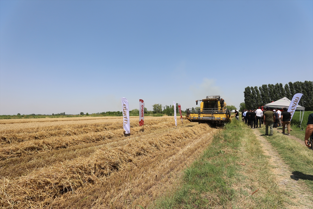 Iğdır'da hububat hasadı Vali Taşolar ile başladı