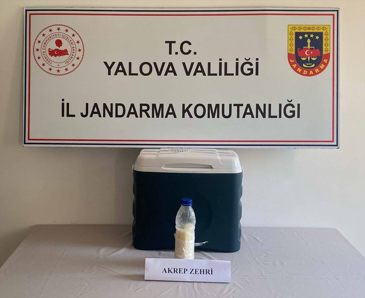 Yalova'da 500 gram akrep zehri yakalandı
