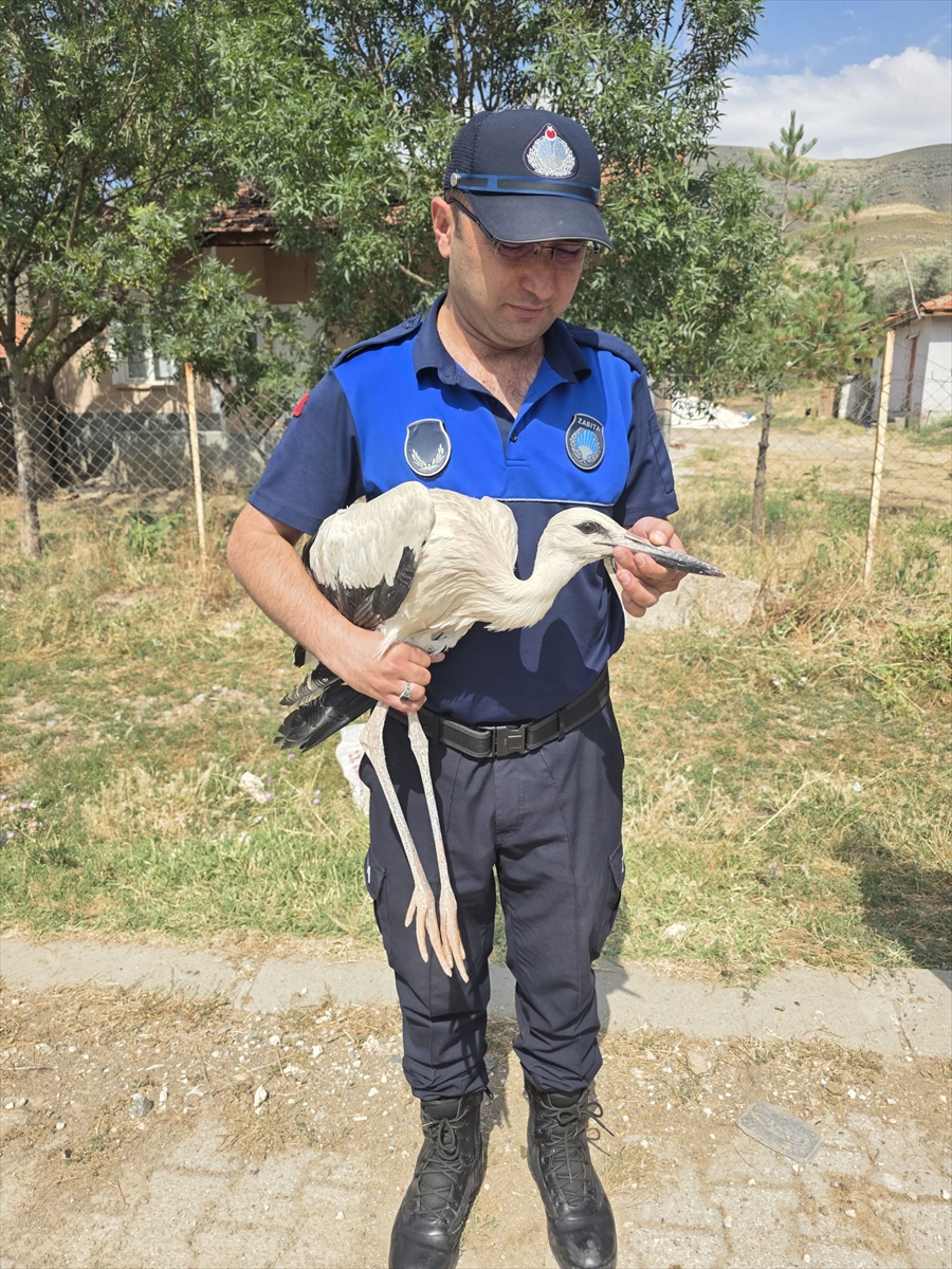 Leylek yavrusu tedavi altına alındı