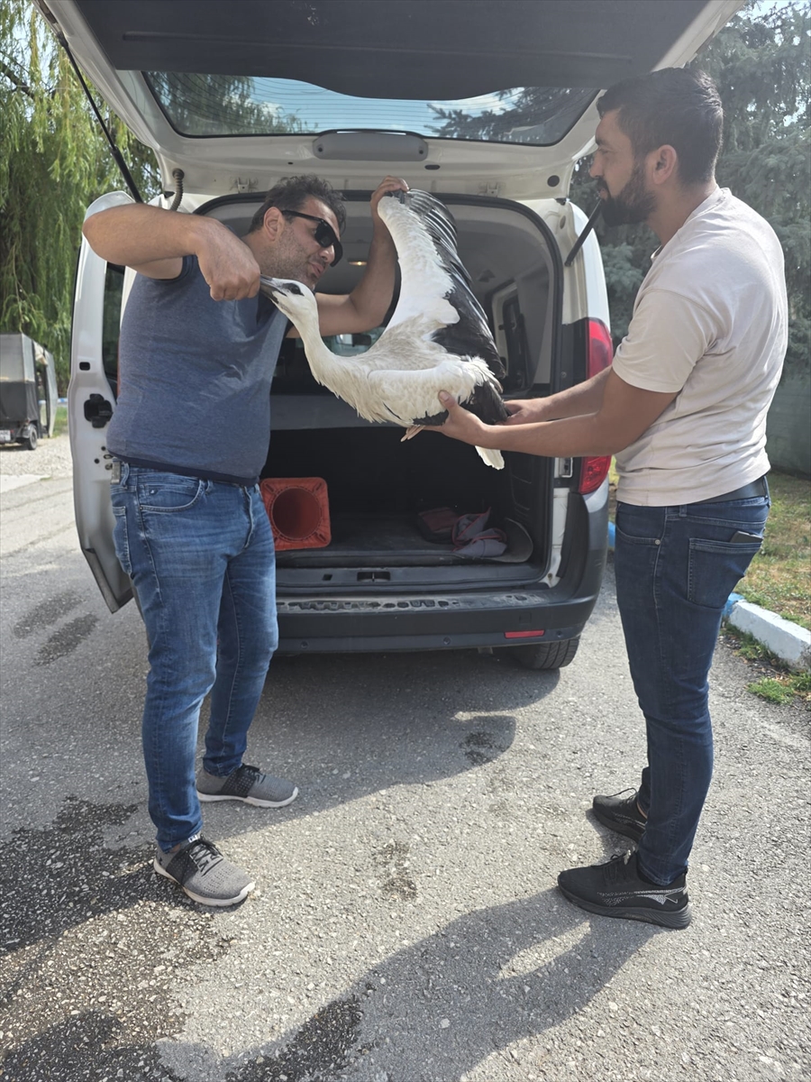 Leylek yavrusu tedavi altına alındı