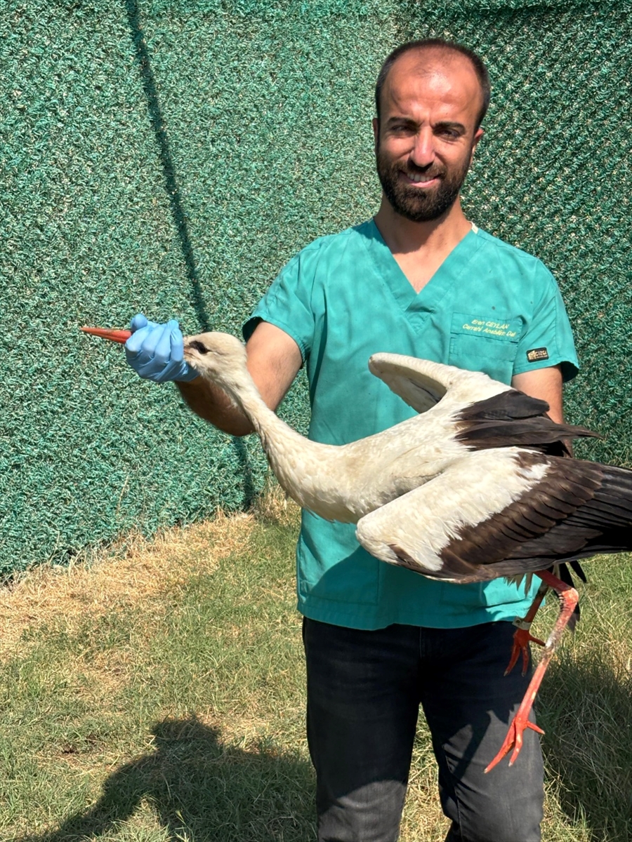 Hatay'da tedavi edilen 18 kuş doğaya salındı