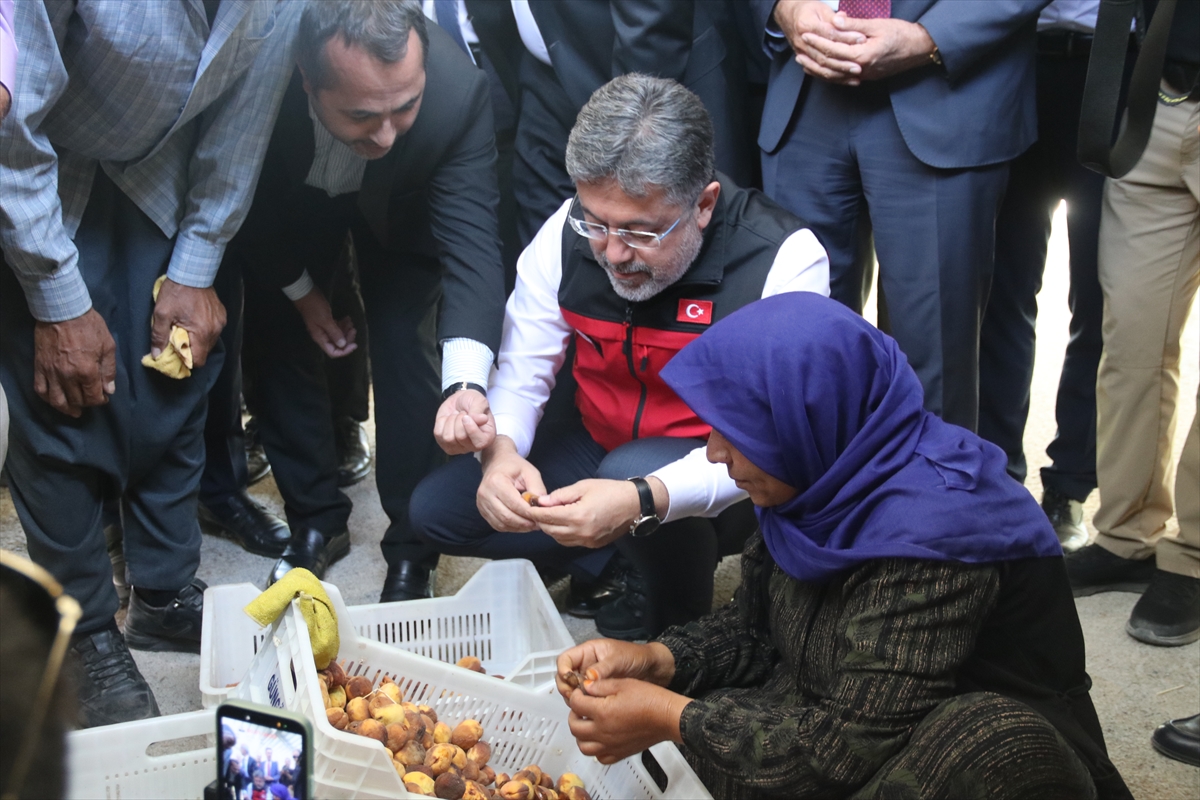 Yumaklı: Türkiye kayısıda dünya birincisi