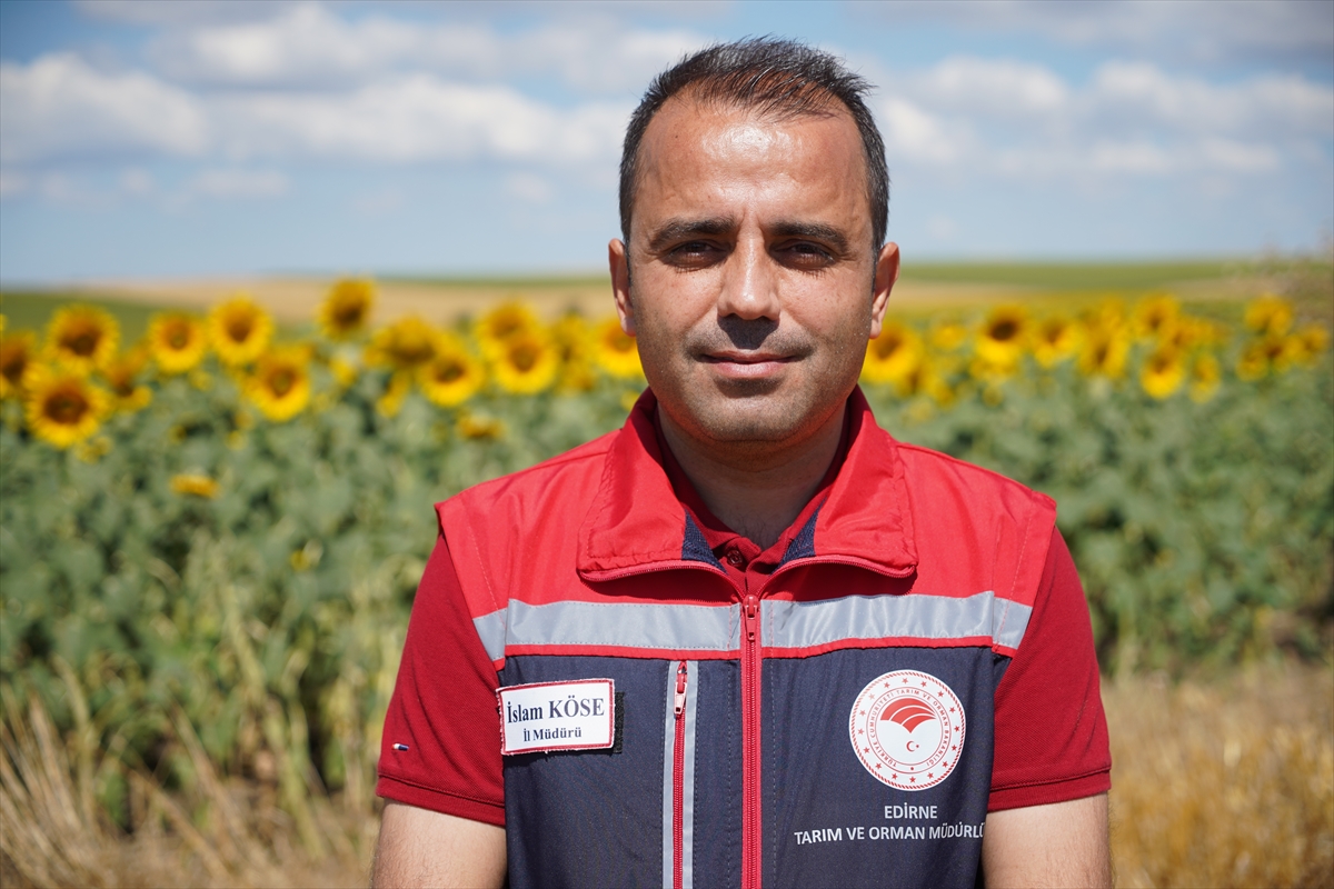 İslam Köse: Edirne'de ayçiçeği verimi 200 kg'ı aşacak