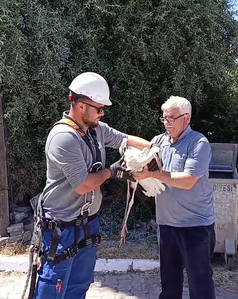 Sivas'ta yaralı leylek yavrusu yuvasına döndü