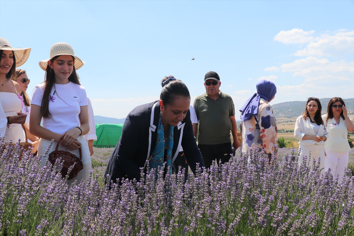 Burdur'da 2. Lavanta Hasat Günleri: Vali Bilgihan çağrısı