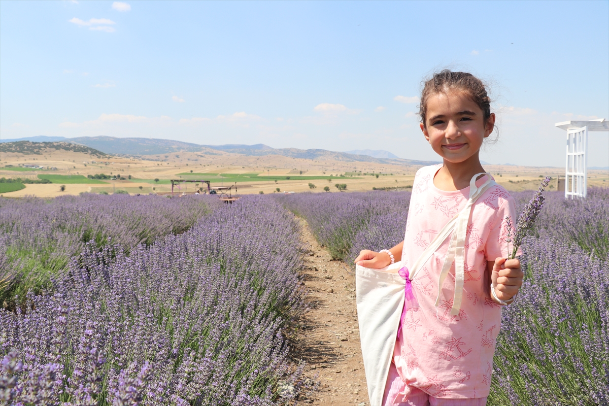 Burdur'da 2. Lavanta Hasat Günleri: Vali Bilgihan çağrısı