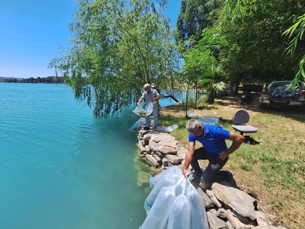 Manavgat iç sularına 400 bin sazan yavrusu bırakıldı