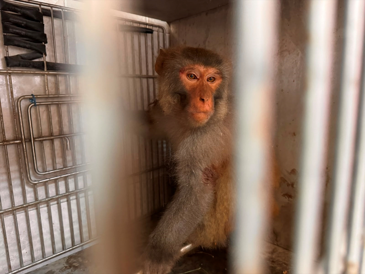 Hatay'da sokakta bulunan maymun koruma altına alındı