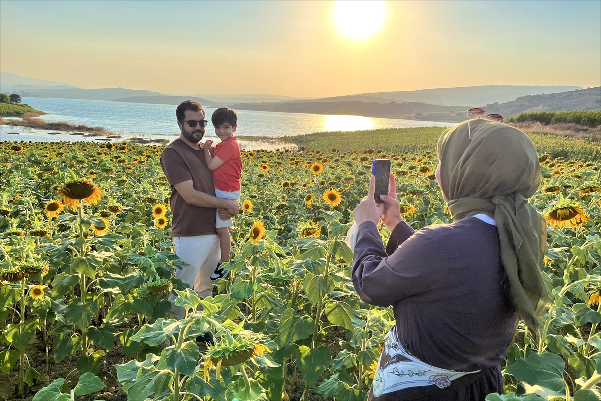 Mersin'de sarıya bürünen ayçiçeği tarlaları havadan görüntülendi