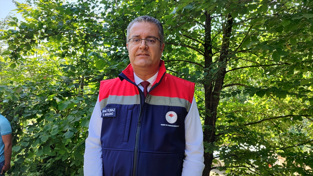 Samsun'da coğrafi işaretli Salıpazarı kestane balı hasadı başladı