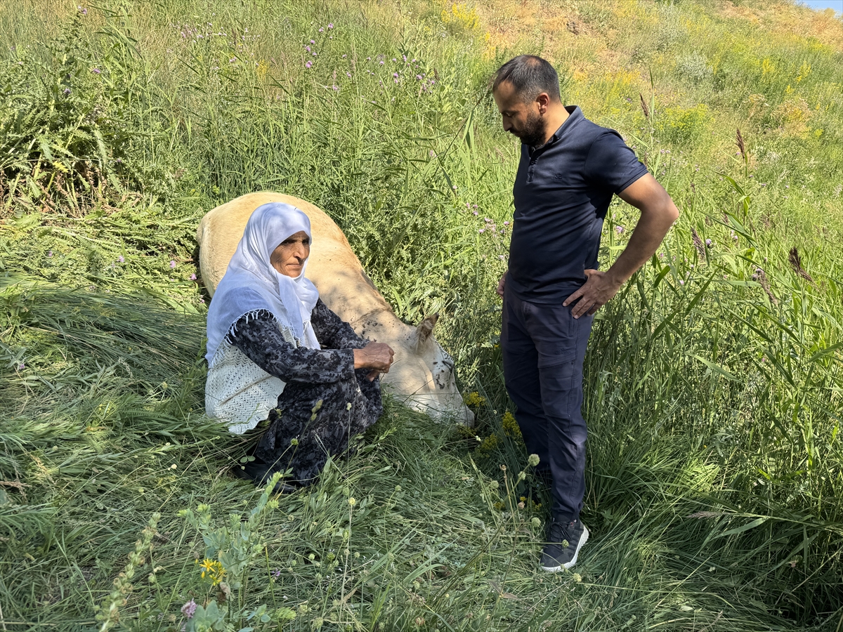 Ayni Özbek: Telef olan ineği yerine 2 inek, 2 buzağı geldi