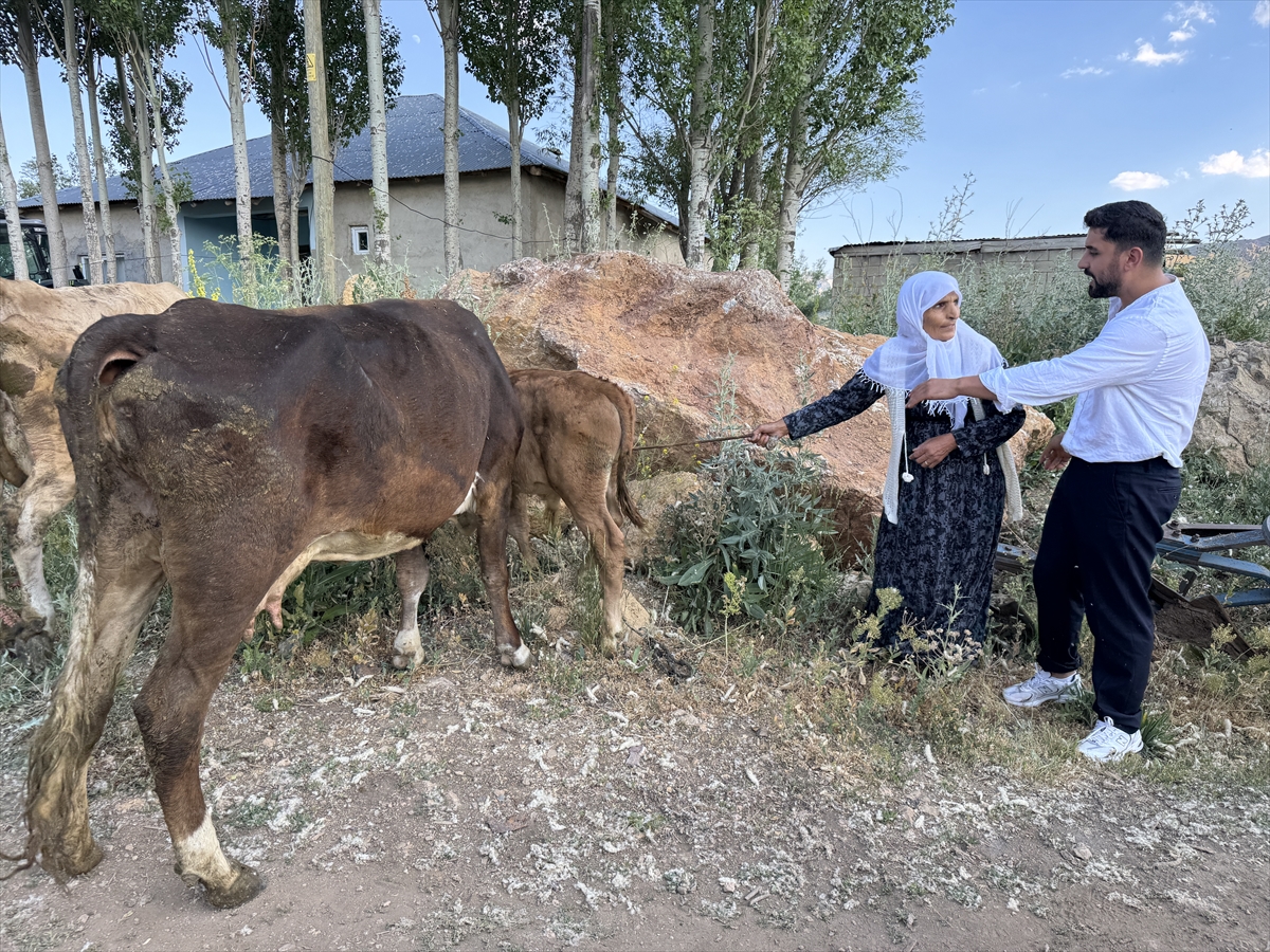 Ayni Özbek: Telef olan ineği yerine 2 inek, 2 buzağı geldi