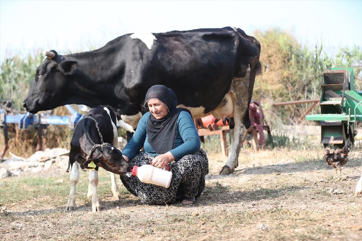 Avşar çifti: Yüz binde bir görülen üçüz buzağı sevinci
