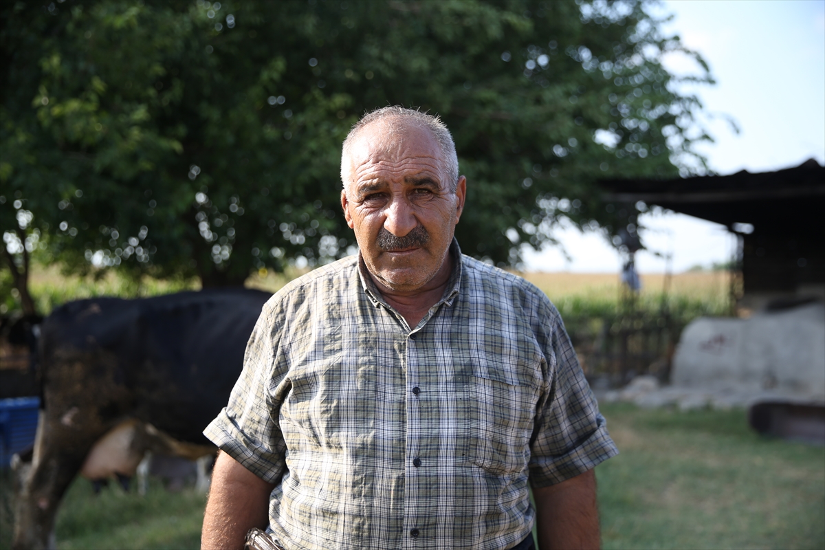 Avşar çifti: Yüz binde bir görülen üçüz buzağı sevinci