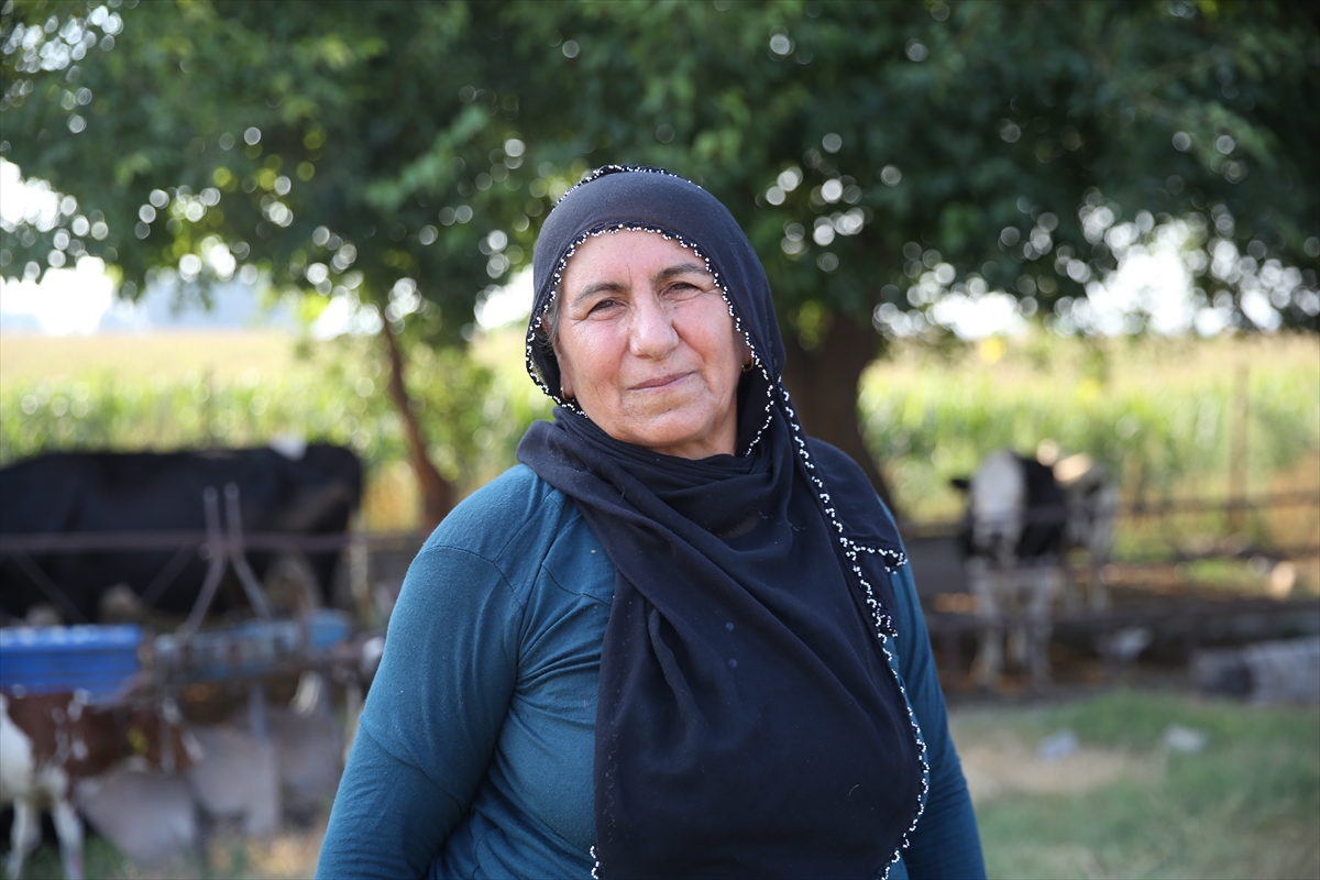Avşar çifti: Yüz binde bir görülen üçüz buzağı sevinci