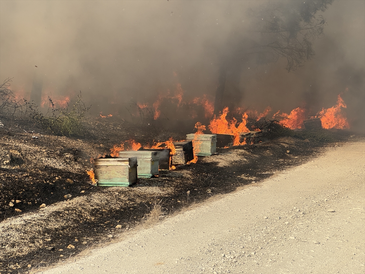 Şanlıurfa'da ormanlık alana sıçrayan yangın kontrol altına alındı