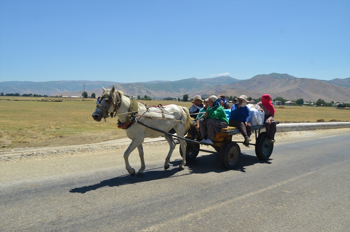Muşlu kadınlar: Her gün kilometrelerce yol aşıp sürüleri sağıyor
