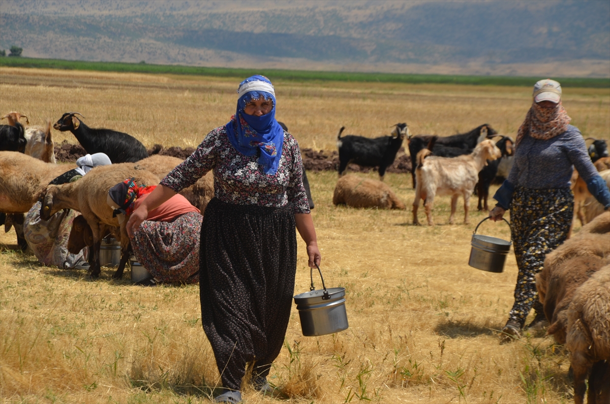 Muşlu kadınlar: Her gün kilometrelerce yol aşıp sürüleri sağıyor