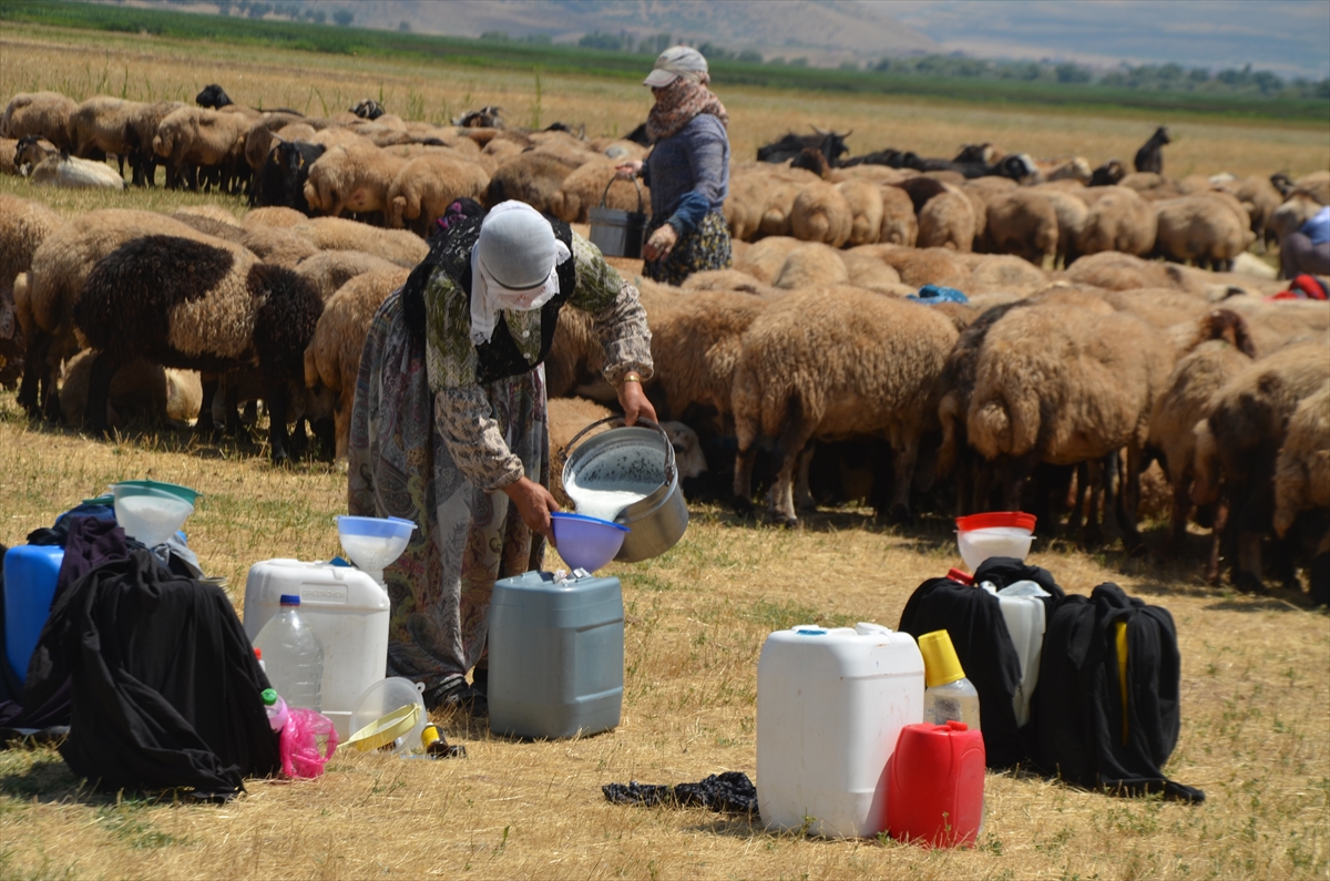 Muşlu kadınlar: Her gün kilometrelerce yol aşıp sürüleri sağıyor