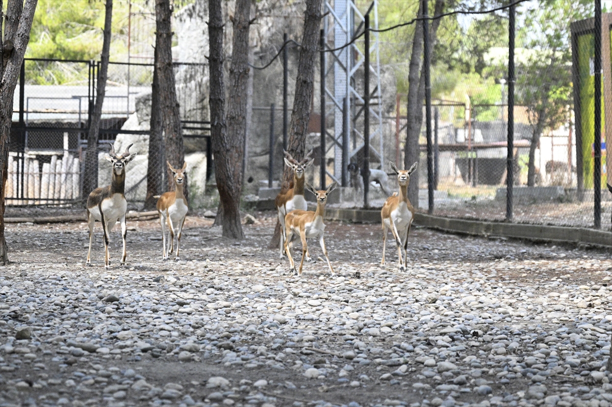 Tarsus Doğa Parkı'nda yeni yavrularla popülasyon arttı
