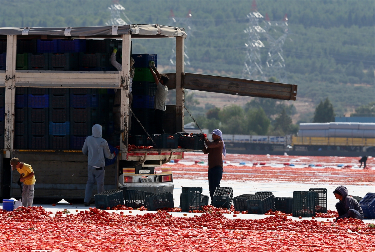 Türkiye: Kurutulmuş domates ihracatı ilk yarıda 61 milyon dolar
