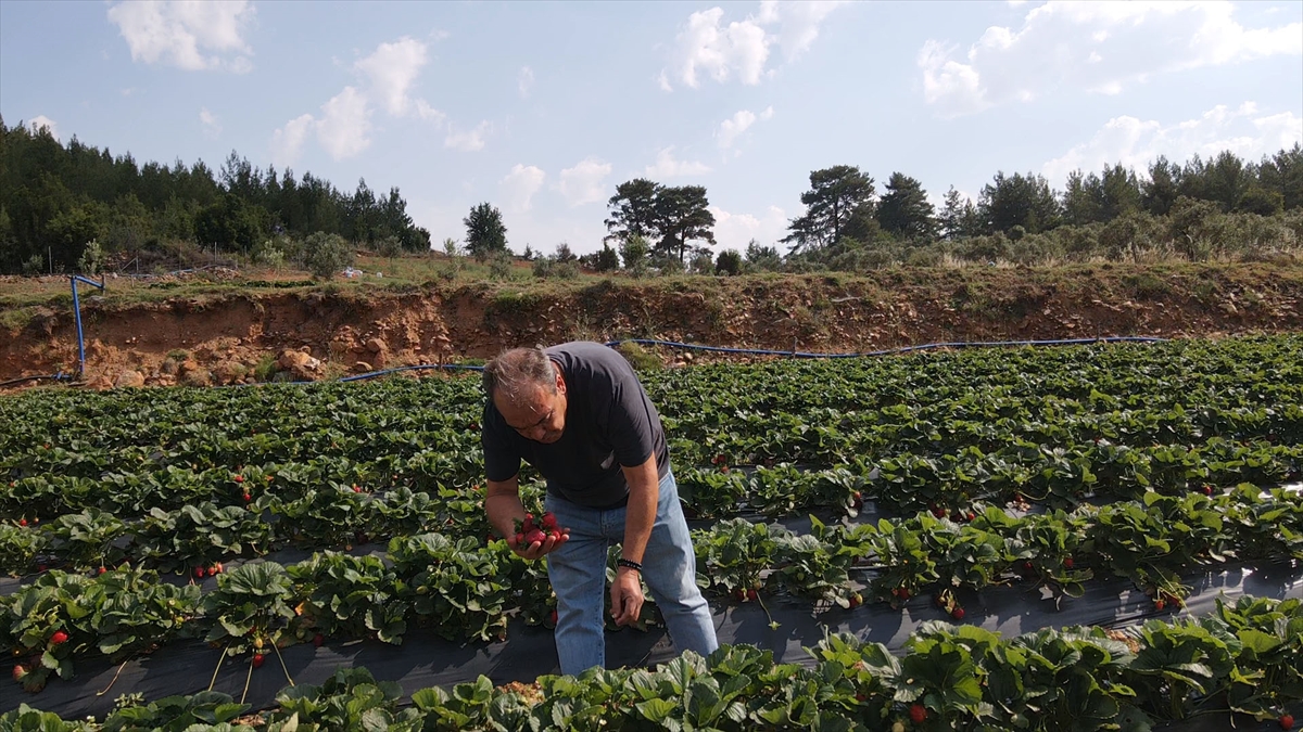 Muğla Çileği Projesi kırsalda üretim ve istihdamı artırdı