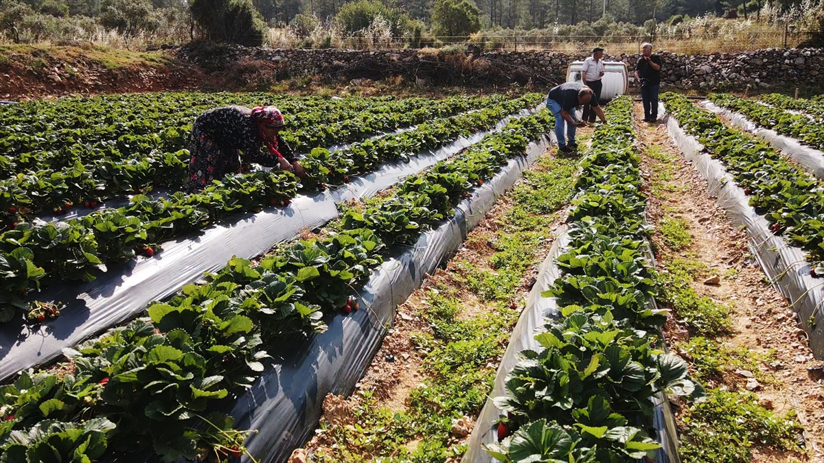 Muğla Çileği Projesi kırsalda üretim ve istihdamı artırdı